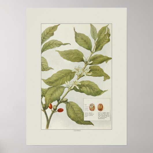 コーヒー ポスター (正面)