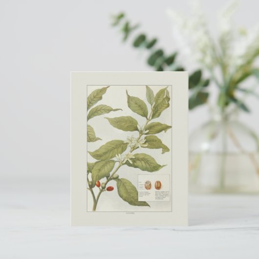 コーヒー ポストカード (スタンド正面)