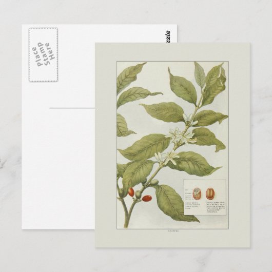 コーヒー ポストカード (正面/裏面)