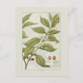 コーヒー ポストカード (正面)