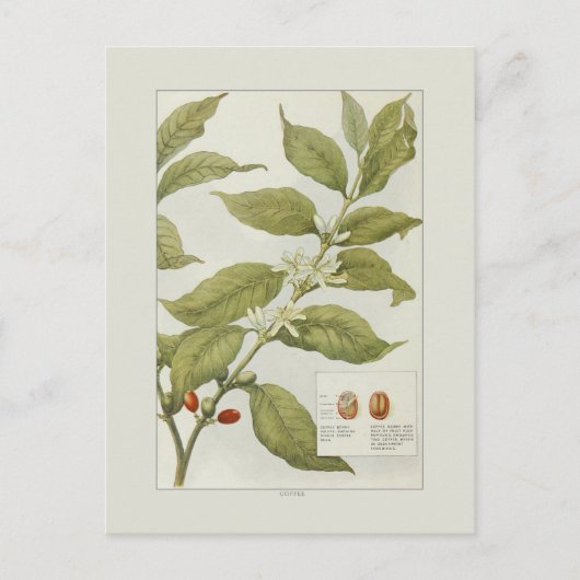 コーヒー ポストカード (正面)