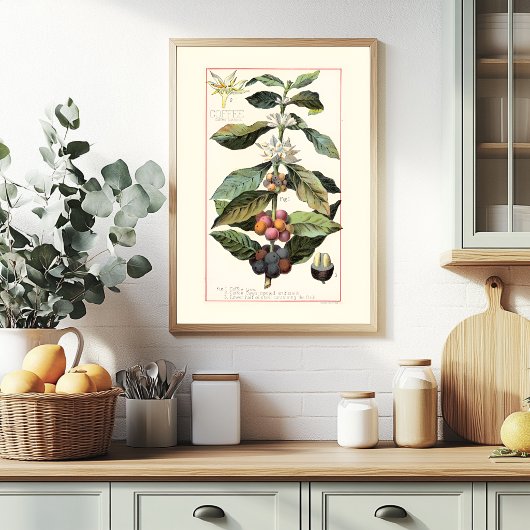 コーヒー - ヴィンテージ植物画イラスト ポスター