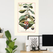コーヒー - ヴィンテージ植物画イラスト ポスター (ホームオフィス)