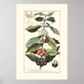 コーヒー - ヴィンテージ植物画イラスト ポスター (正面)