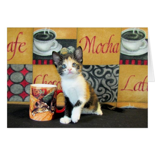 コーヒー、茶、または猫の鳴き声- Leilani (正面横)