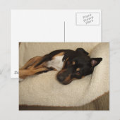 コービー ポストカード (正面/裏面)