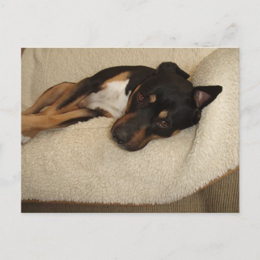 コービー ポストカード (正面)