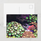 コーラルカラフルリーフ ポストカード (正面/裏面)