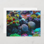 コーラルカラフル シーズンポストカード (正面/裏面)