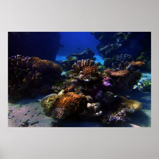 コーラルガーデン ポスター (正面)