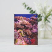 コーラルガーデン ポストカード (スタンド正面)