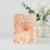 コーラルキク ポストカード (スタンド正面)