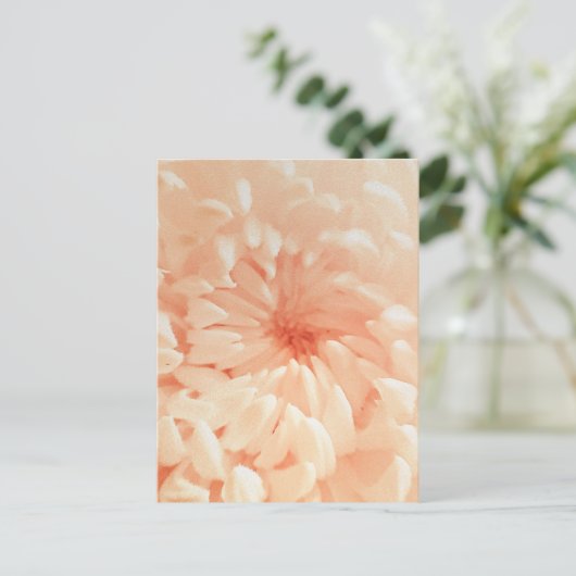 コーラルキク ポストカード (スタンド正面)