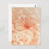 コーラルキク ポストカード (正面/裏面)