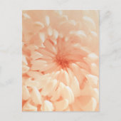 コーラルキク ポストカード (正面)