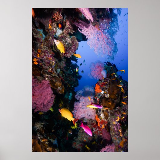コーラルシー – 熱帯魚&リーフ – ポスター (正面)