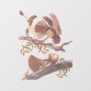 コーラルスネークとチャックウィルの未亡人のナイトジャー ウィンドウサイン