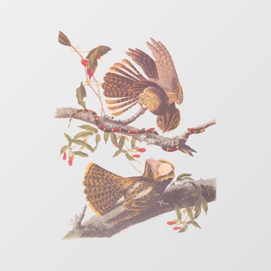 コーラルスネークとチャックウィルの未亡人のナイトジャー ウィンドウサイン (シート)