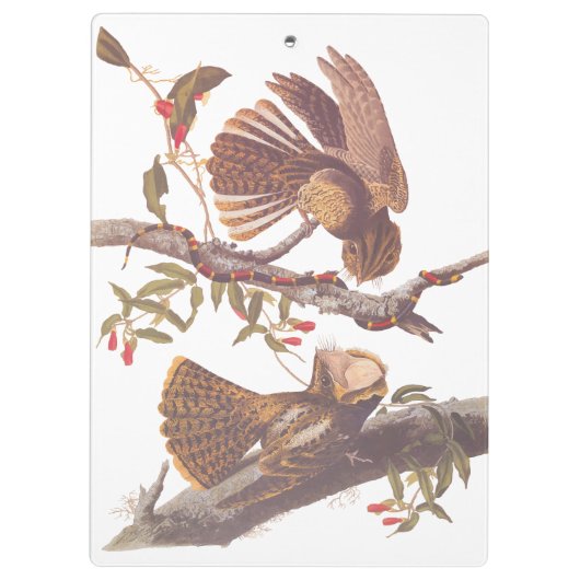 コーラルスネークとチャックウィルの未亡人のナイトジャー クリップボード (裏面)