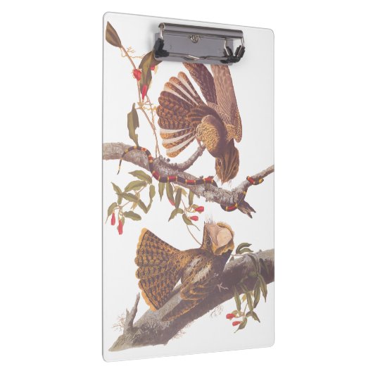 コーラルスネークとチャックウィルの未亡人のナイトジャー クリップボード (右)