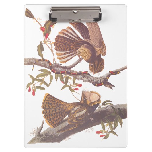 コーラルスネークとチャックウィルの未亡人のナイトジャー クリップボード (正面)