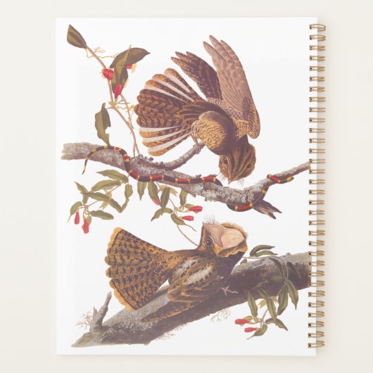 コーラルスネークとチャックウィルの未亡人のナイトジャー プランナー手帳 (裏面)