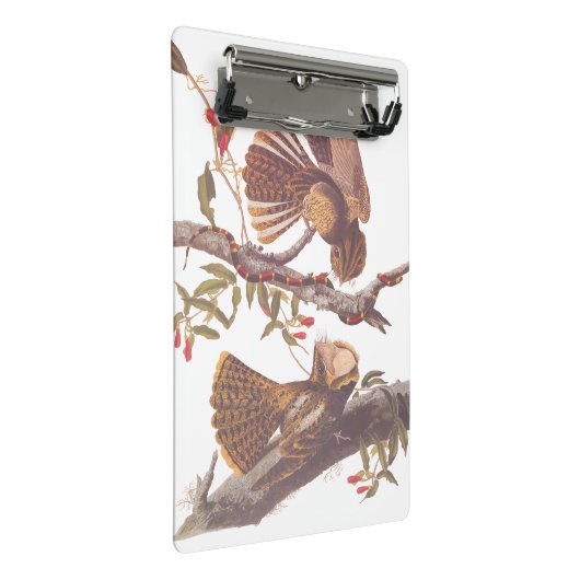 コーラルスネークとチャックウィルの未亡人のナイトジャー ミニクリップボード (アングル)