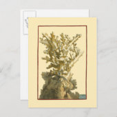 コーラルバイザシー ポストカード (正面/裏面)