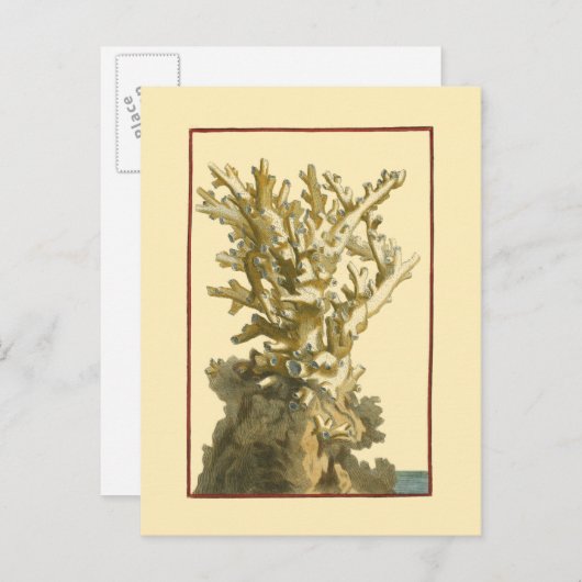 コーラルバイザシー ポストカード (正面/裏面)