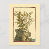 コーラルバイザシー ポストカード (正面)