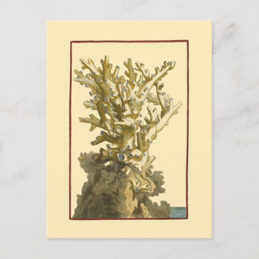 コーラルバイザシー ポストカード (正面)