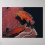 コーラルヒンズ ポスター (正面)