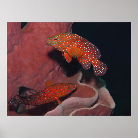 コーラルヒンズ ポスター (正面)