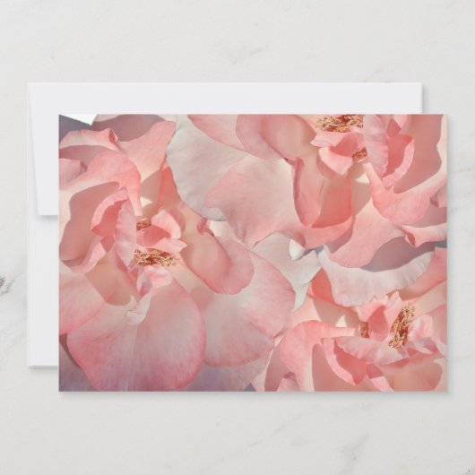 コーラルピエレガントンクフローラ写真ありがとう サンキューカード (裏面)