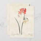コーラルピンクイシアヴィンテージ植物学 ポストカード (正面/裏面)