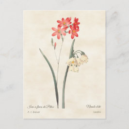 コーラルピンクイシアヴィンテージ植物学 ポストカード