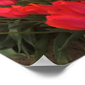 コーラルピンクチューリップ ポスター (角)