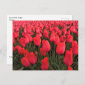 コーラルピンクチューリップ ポストカード (正面/裏面)