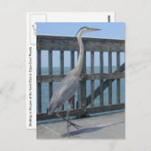 コーラルフロリダ岬はがき ポストカード (正面/裏面)