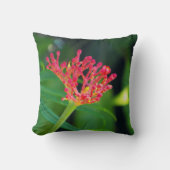 コーラルブッシュ開花 クッション (正面)