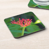 コーラルブッシュ開花 コースター (左側)