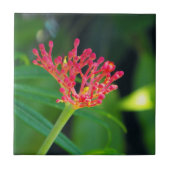 コーラルブッシュ開花 タイル (正面)