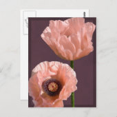 コーラルポピー葉書 ポストカード (正面/裏面)