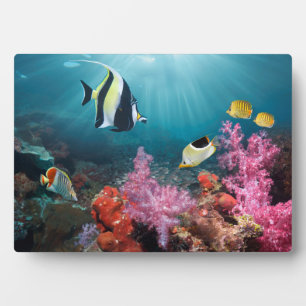 コーラルリーフシーナリー Moorish Idol フォトプラーク