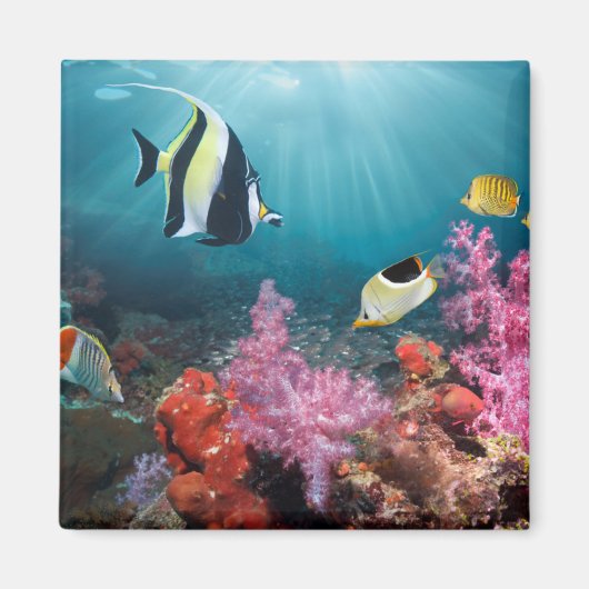 コーラルリーフシーナリー | Moorish Idol マグネット (正面)