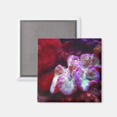 コーラルリーフ磁石 マグネット (正面/裏面)