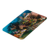 コーラルリーフ磁石 マグネット (左側)