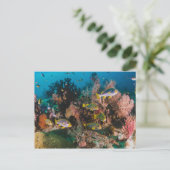 コーラルリーフ葉書 ポストカード (スタンド正面)