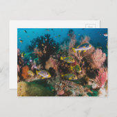 コーラルリーフ葉書 ポストカード (正面/裏面)