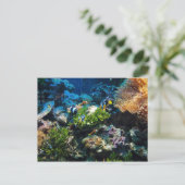 コーラルリーフ葉書 ポストカード (スタンド正面)